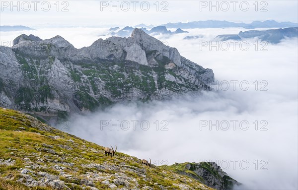 Ibexes above the sea of clouds on the Saentis