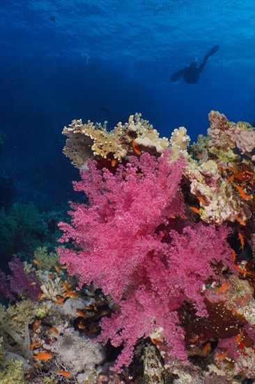 Hemprich's tree coral