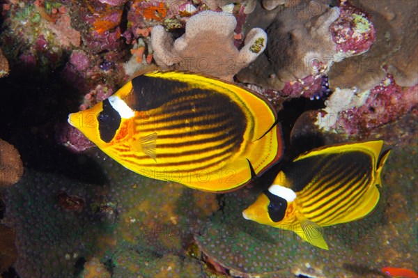 Pair of diagonal butterflyfish