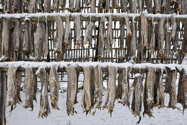 Drying racks for stockfish