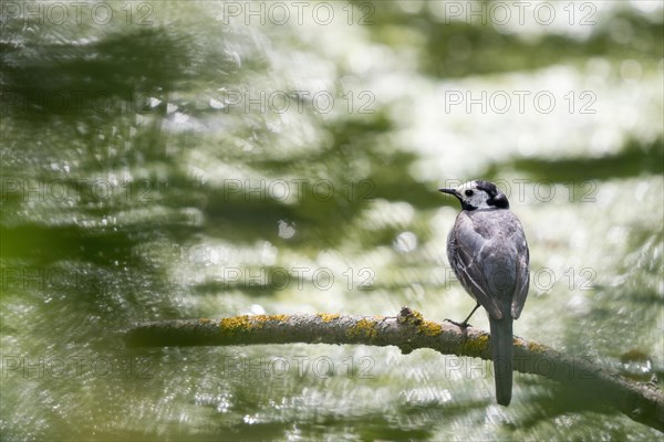 White wagtail