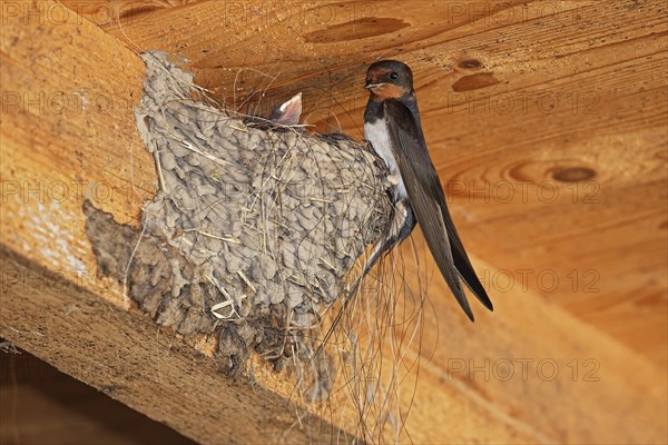 Barn swallow