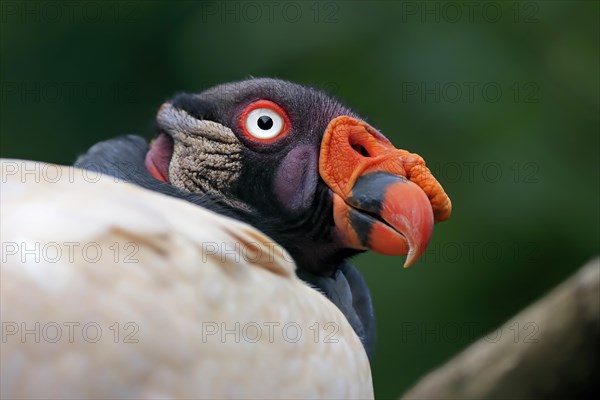 King Vulture