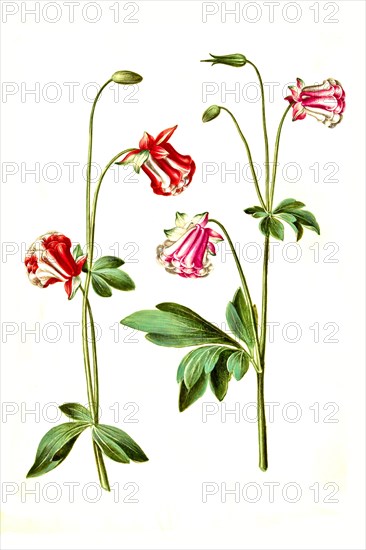 European columbine