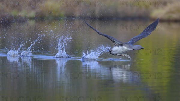 Red-throated diver