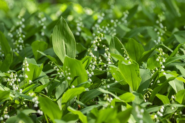 Lily of the valley