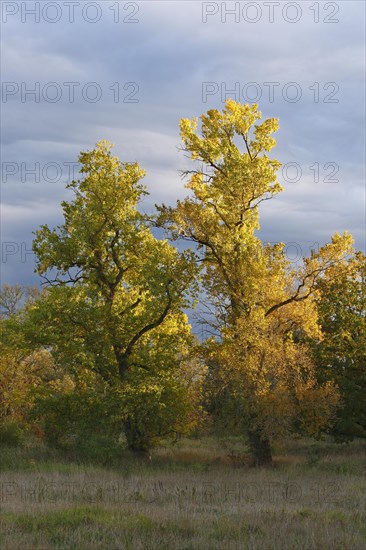 Autumn in the floodplain