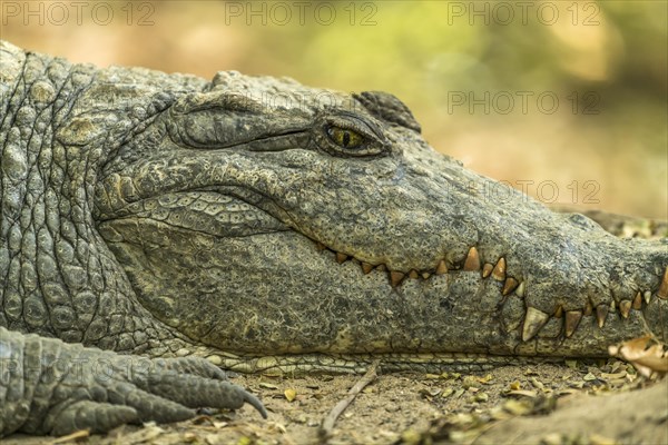 Nile crocodile in the sacred crocodile pool of Kachikally