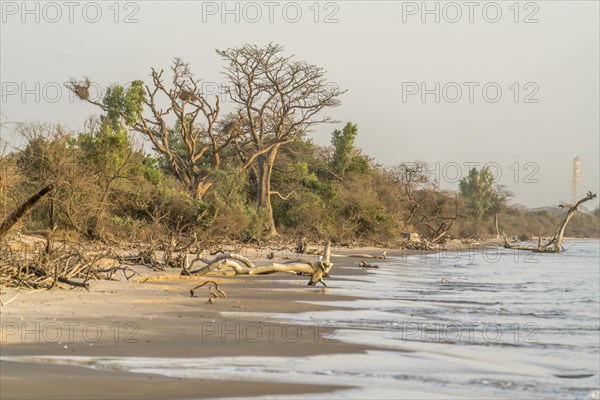 Driftwood on the beach on Jinack Island