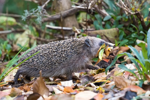 European hedgehog