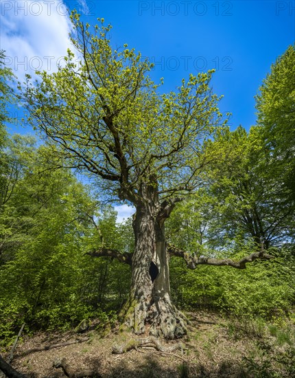 Chimney oak tree