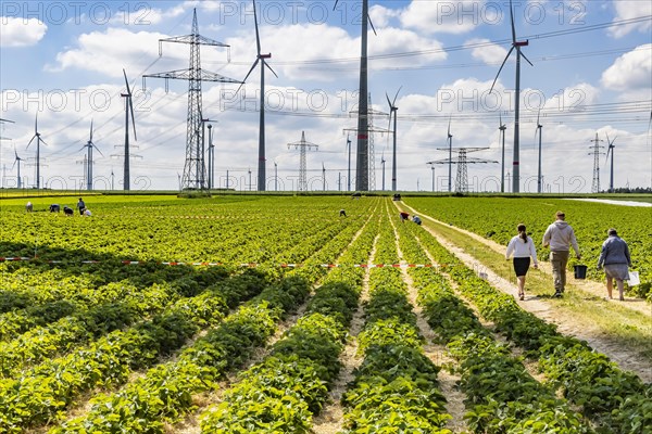 Sintfeld wind farm