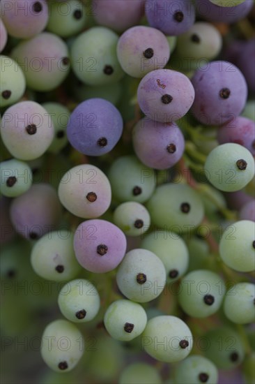 Mahonia