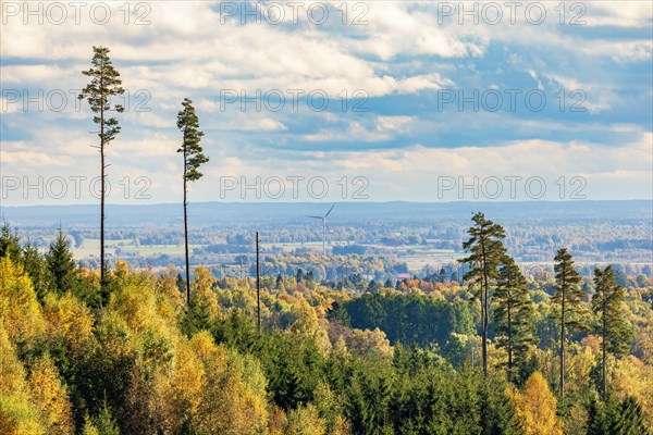 View of a forest landscape with beautiful autumn colors and tall pine trees