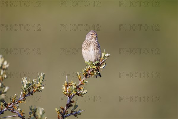 Linnet