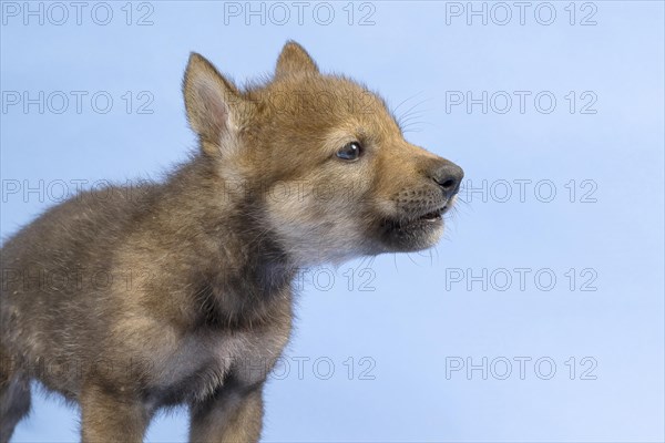 European gray wolf