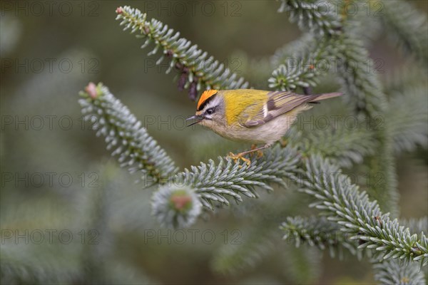 Summer Goldcrest