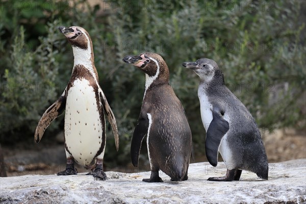 Humboldt penguin