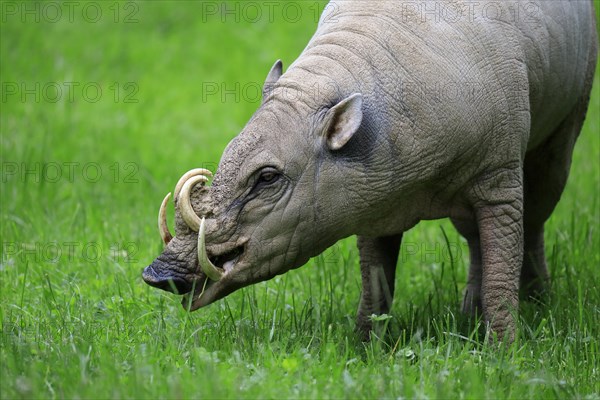 North sulawesi babirusa