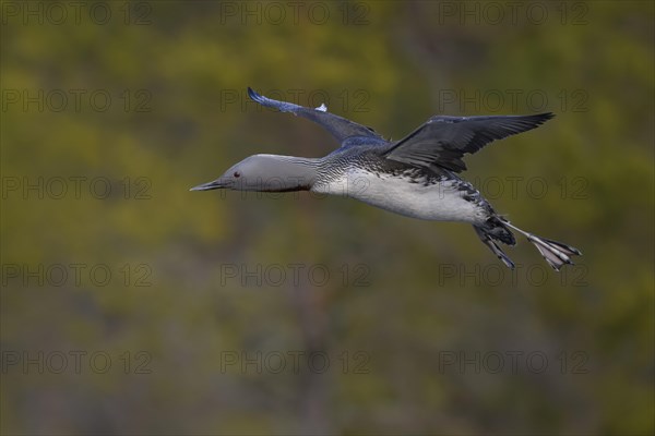 Red-throated diver