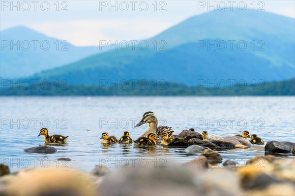 Mallard Duck