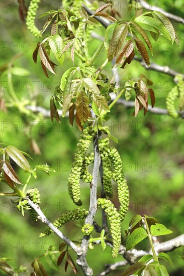 Persian walnut