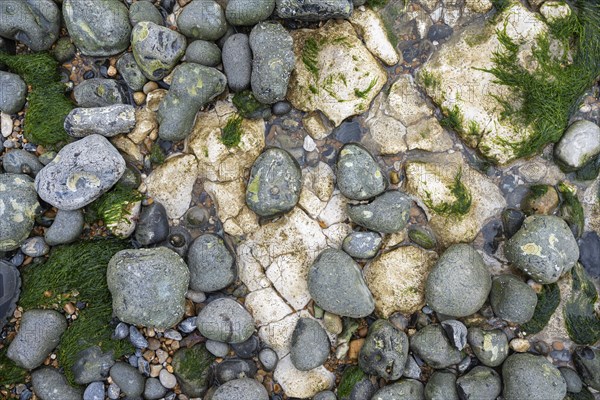 Round cut flints and limestones