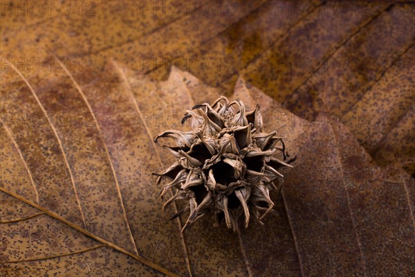 Brown color pod capsule on a dry leaf as an autumn background