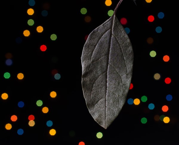 Dry leaf on a bokeh lighton a dark background