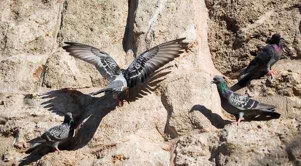 Pigeons are sitting on a rock background