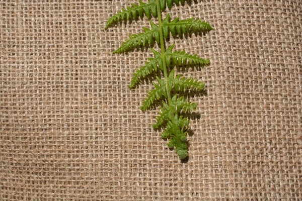 Green leaves placed on linen canvas