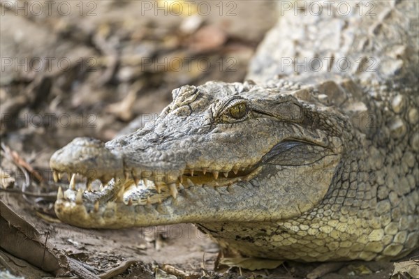 Nile crocodile in the sacred crocodile pool of Kachikally