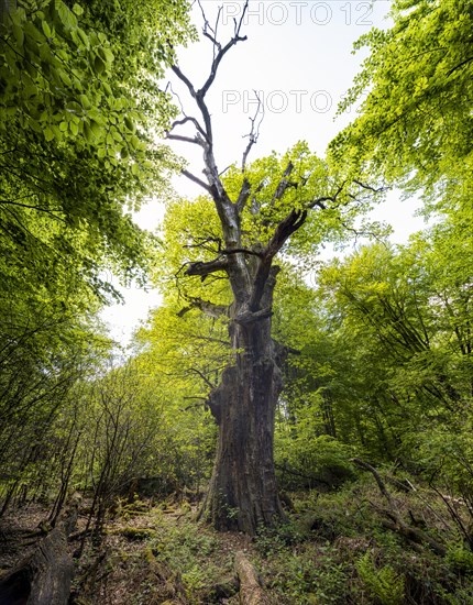 Old oak tree