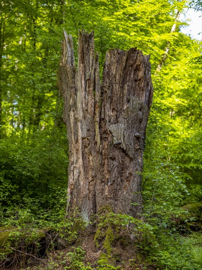 Dead old tree trunk in the Sababurg primeval forest