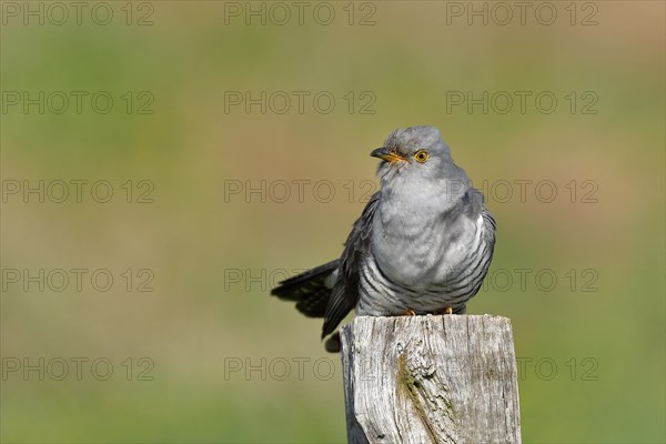 Common cuckoo