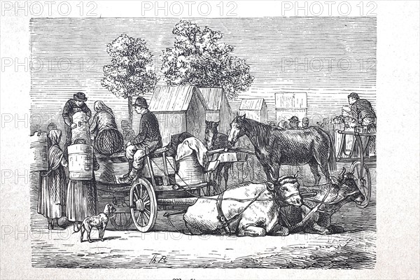 Market wagon with cows as draught animals