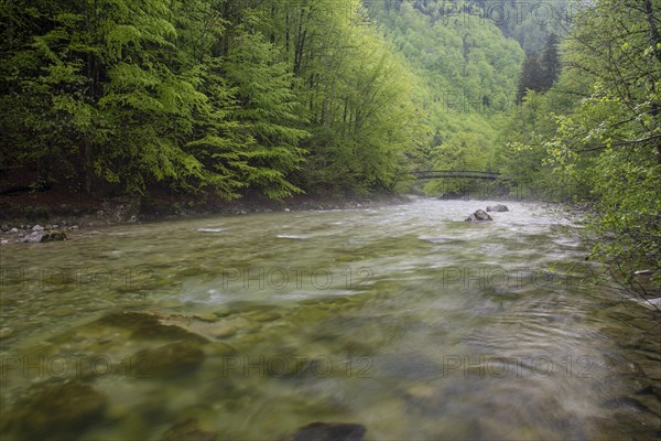 Beech trail across the mountain stream in the UNESCO World Heritage Beech Forest in the Limestone Alps National Park