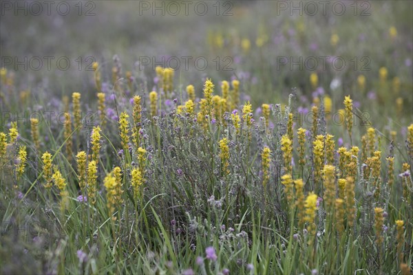 Bog asphodel