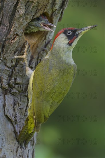 European green woodpecker