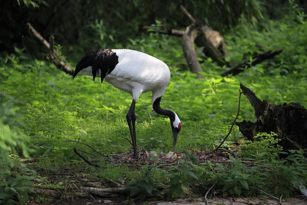 Red-crowned crane