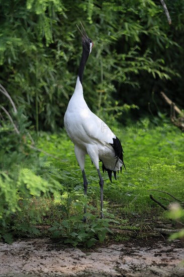 Red-crowned crane