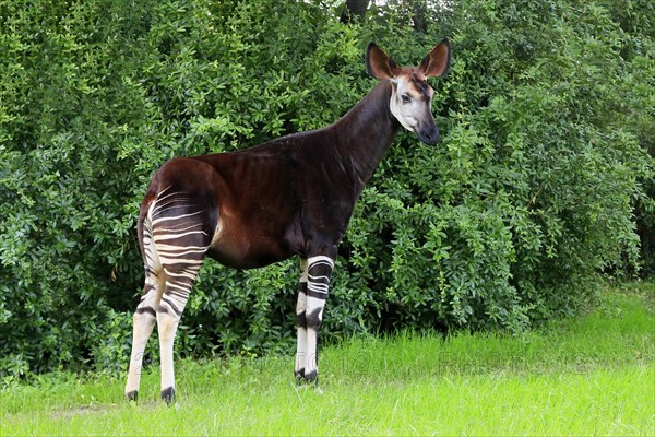 Okapi