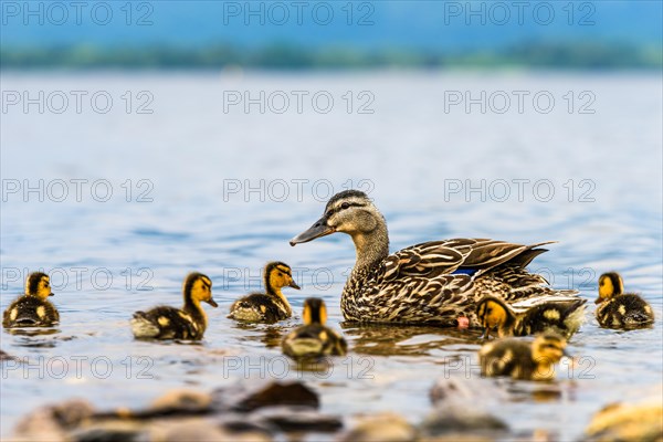 Mallard Duck