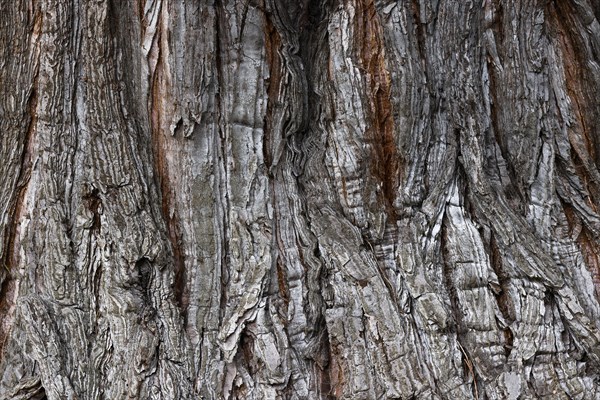 Giant sequoia