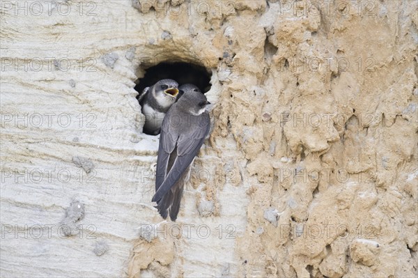 Sand martins