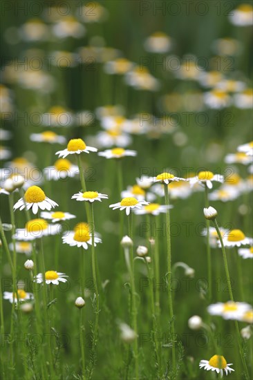 Roman chamomile