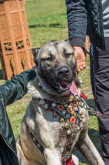 Turkish breed shepherd dog Kangal as livestock guarding dog