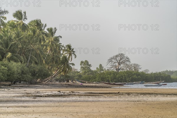 Palm trees on the riverbank