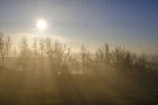 Trees with mistletoe in the morning mist near Vienna