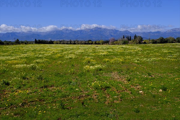 Flowering fields